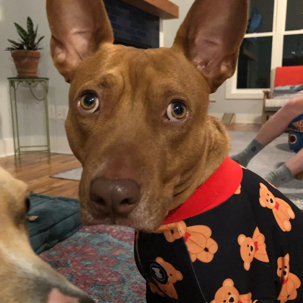 Pittie Clothing Company matching PJ sets. PRICE PER ITEM